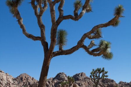 De Joshua Trees nemen allerlei vormen aan